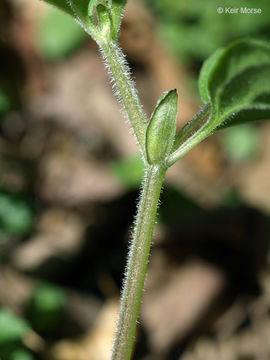 Image of downy yellow violet