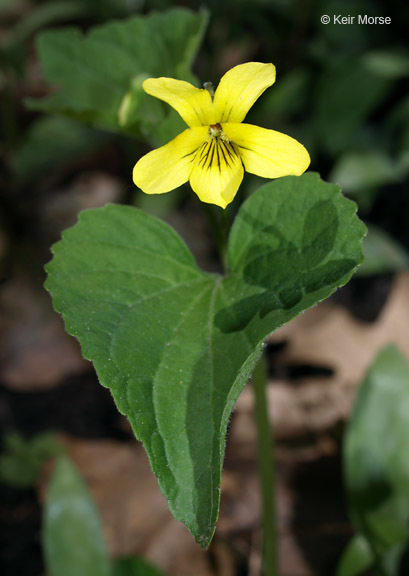 Image of downy yellow violet