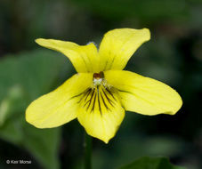 Image of downy yellow violet