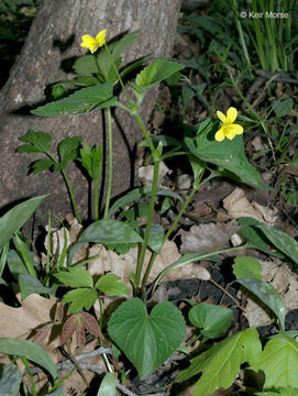 Image of downy yellow violet