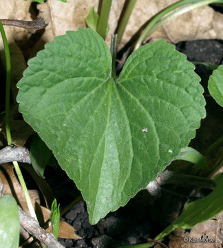 Image of downy yellow violet