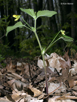 Image of downy yellow violet