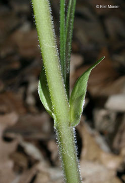 Image of downy yellow violet