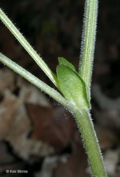 Image of downy yellow violet