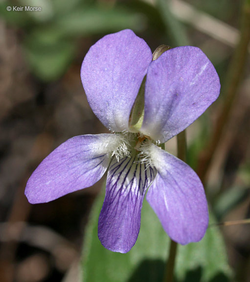 Image of arrowleaf violet