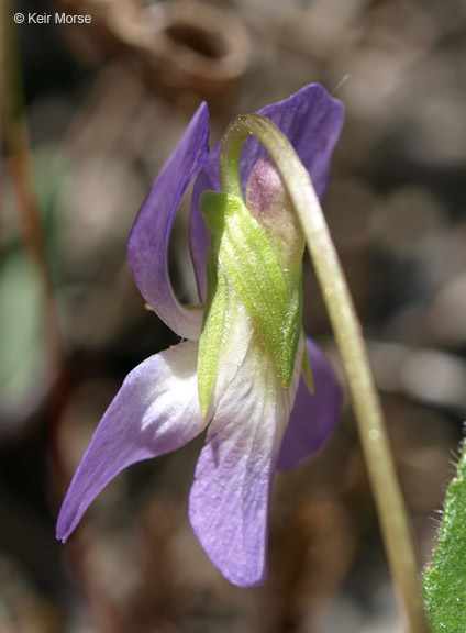 Image of arrowleaf violet