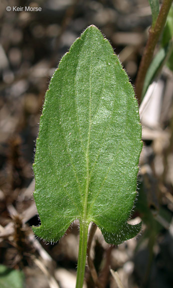 Image of arrowleaf violet