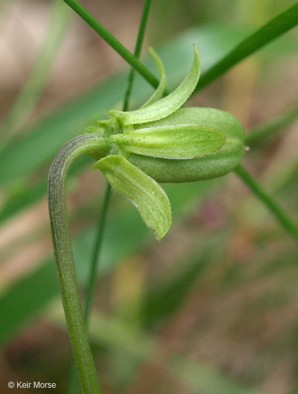 Image of arrowleaf violet