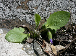 Image of arrowleaf violet