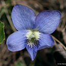 Imagem de Viola sororia Willd.