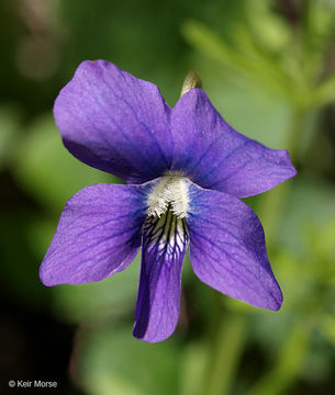 Image of common blue violet