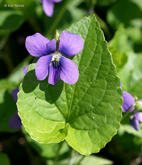 Image of common blue violet