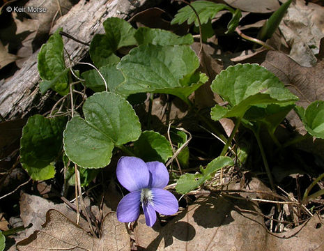 Image of common blue violet