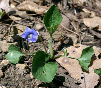 Image of common blue violet