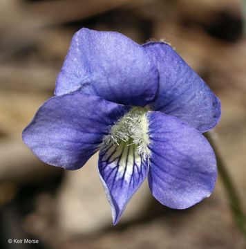 Image of common blue violet