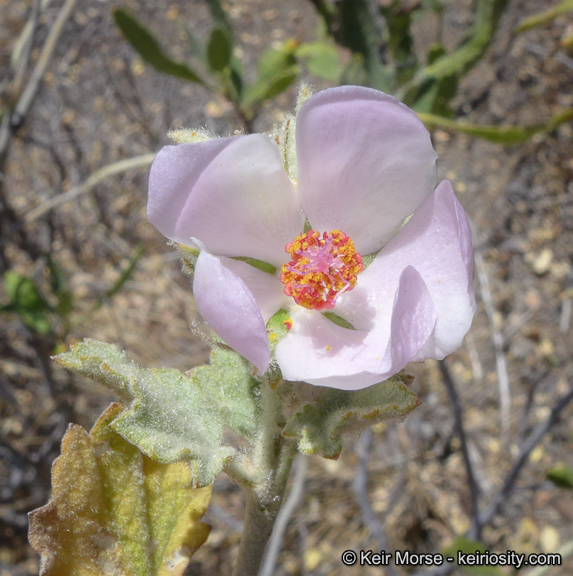 Sivun Malacothamnus marrubioides (Dur. & Hilg.) Greene kuva