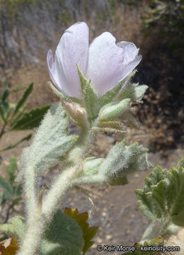 Imagem de Malacothamnus marrubioides (Dur. & Hilg.) Greene