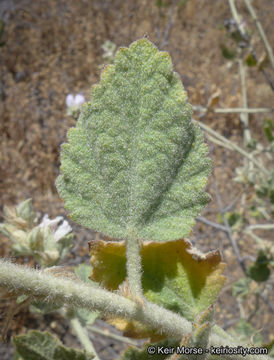 Image of pinkflowered bushmallow