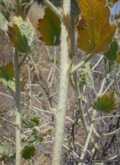 Sivun Malacothamnus marrubioides (Dur. & Hilg.) Greene kuva