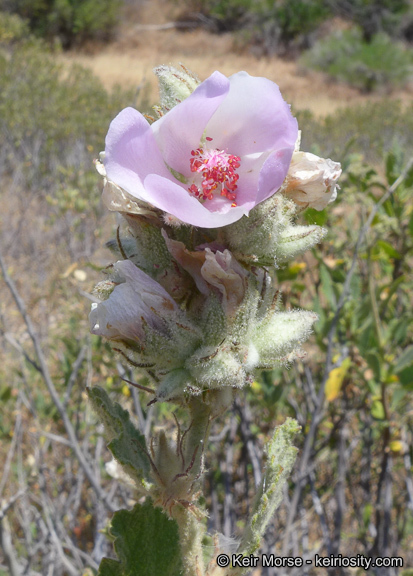 Imagem de Malacothamnus marrubioides (Dur. & Hilg.) Greene