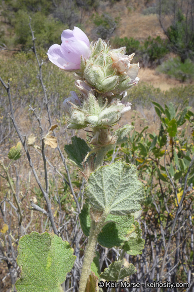 Imagem de Malacothamnus marrubioides (Dur. & Hilg.) Greene