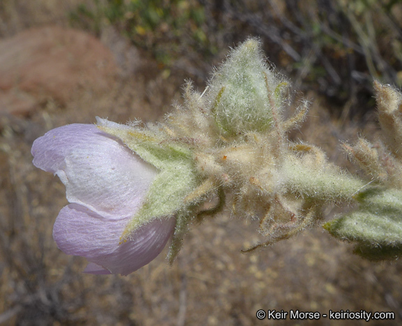 Imagem de Malacothamnus marrubioides (Dur. & Hilg.) Greene