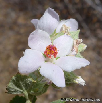 Sivun Malacothamnus marrubioides (Dur. & Hilg.) Greene kuva