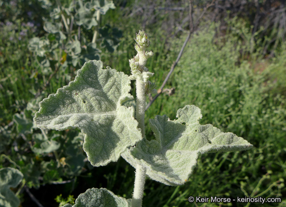 Image of Davidson's bushmallow