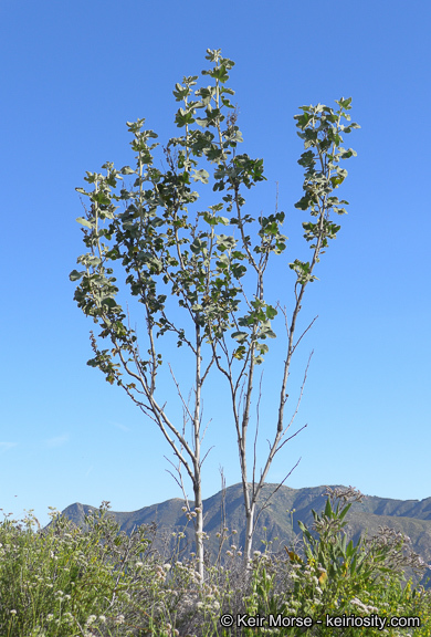 Imagem de Malacothamnus davidsonii (B. L. Rob.) Greene