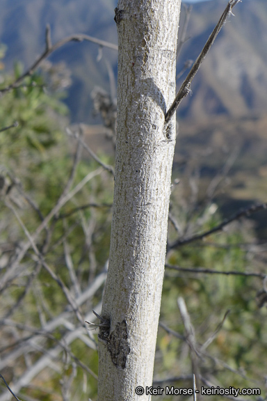 Imagem de Malacothamnus davidsonii (B. L. Rob.) Greene