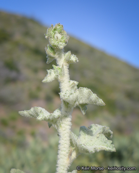 Imagem de Malacothamnus davidsonii (B. L. Rob.) Greene