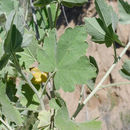 Image of bushmallow