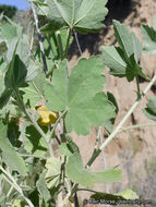 Image of <i>Malacothamnus fasciculatus</i> var. <i>nuttallii</i>