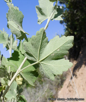 Imagem de <i>Malacothamnus fasciculatus</i> var. <i>nuttallii</i>