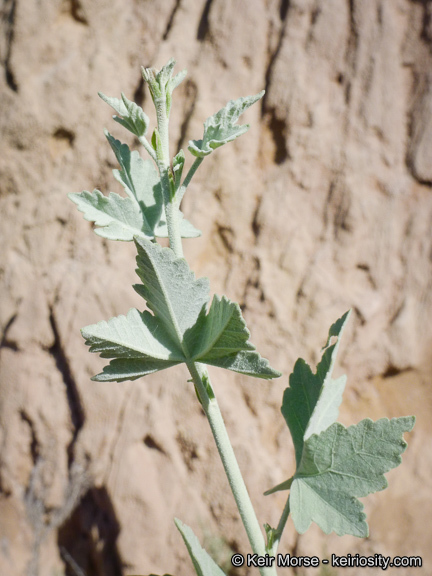 Imagem de <i>Malacothamnus fasciculatus</i> var. <i>nuttallii</i>