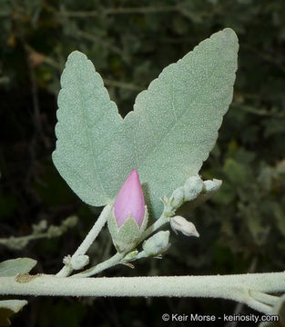 Imagem de <i>Malacothamnus fasciculatus</i> var. <i>nuttallii</i>