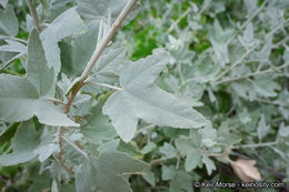 Image of <i>Malacothamnus fasciculatus</i> var. <i>nuttallii</i>