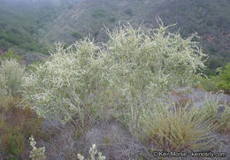 Imagem de <i>Malacothamnus fasciculatus</i> var. <i>nuttallii</i>