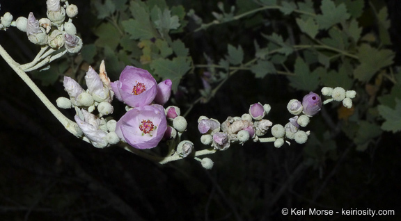 Imagem de <i>Malacothamnus fasciculatus</i> var. <i>nuttallii</i>