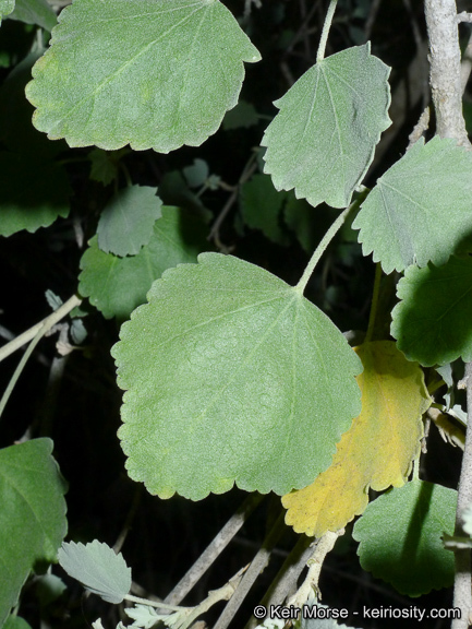 Imagem de <i>Malacothamnus fasciculatus</i> var. <i>nuttallii</i>