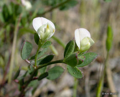 Слика од Acmispon parviflorus (Benth.) D. D. Sokoloff