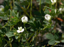 Слика од Acmispon parviflorus (Benth.) D. D. Sokoloff