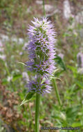 Image of nettleleaf giant hyssop