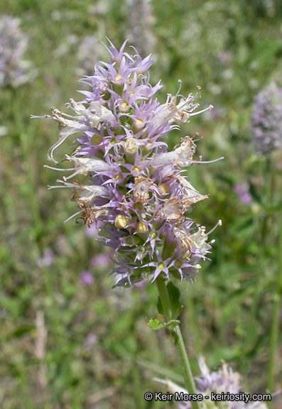 Image of nettleleaf giant hyssop