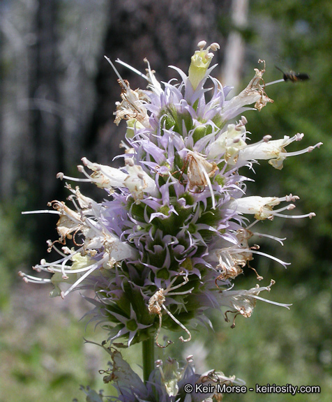 Image of nettleleaf giant hyssop