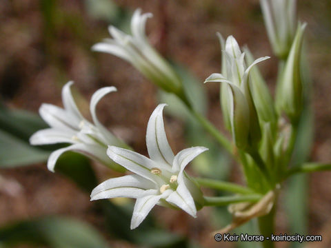 Image of Bolander's onion