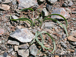 Слика од Allium falcifolium Hook. & Arn.