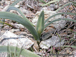 Слика од Allium falcifolium Hook. & Arn.