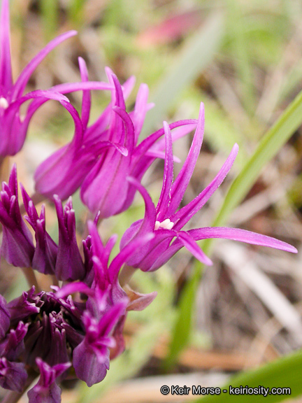 Слика од Allium falcifolium Hook. & Arn.