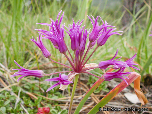 Слика од Allium falcifolium Hook. & Arn.